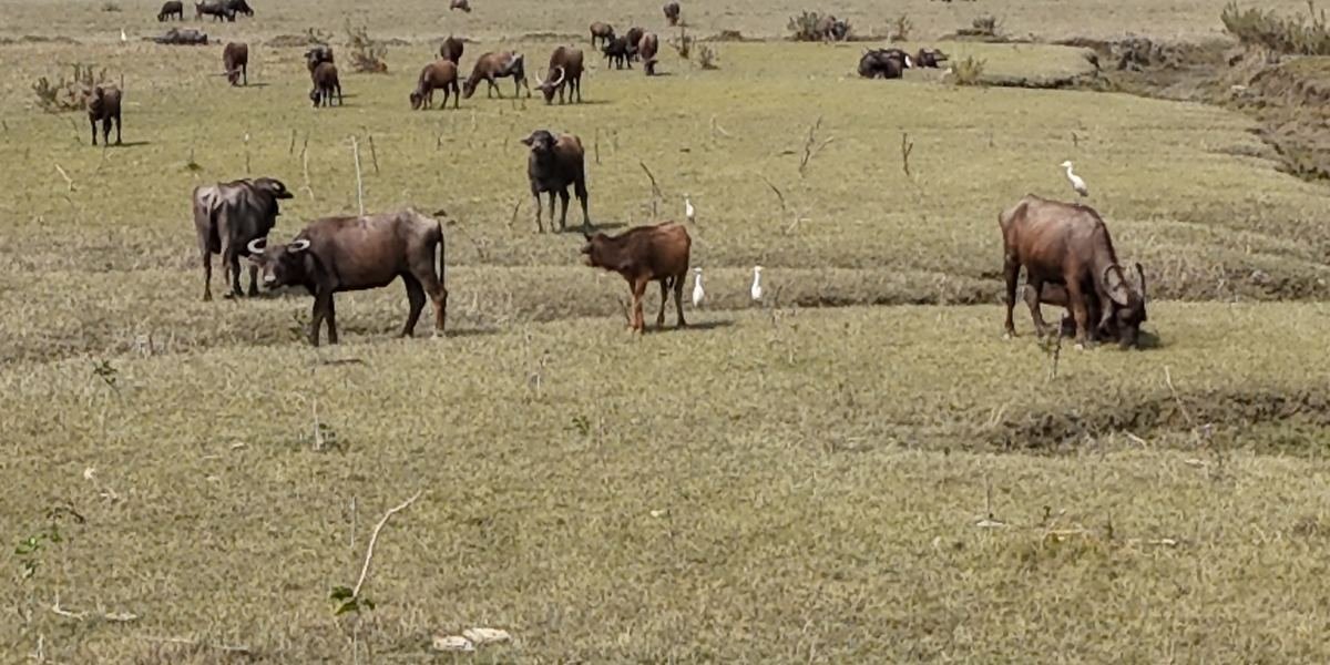 Water buffalo grazing on the Meghara estate